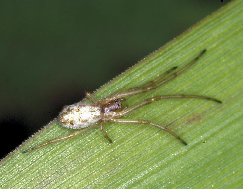 Tetragnatha_ZZXYX_D4682_Z_85_Broek in waterland_Nederland.jpg